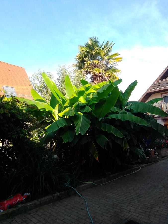 Gaestehaus Brunhilde Wittenweier Buitenkant foto